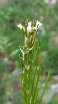 Arabis sagittata